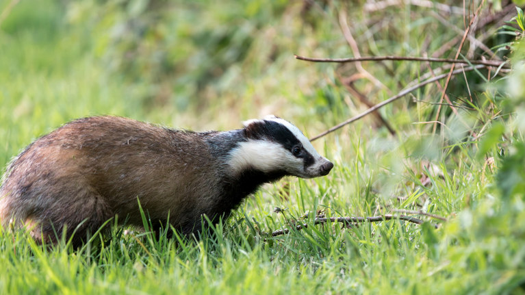 Badger at Crom Estate, County Fermanagh